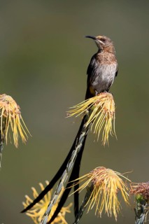 Cape Honeybird (Promerops cafer), adult, male, singing, on flower, Protea, Kirstenbosch Botanical