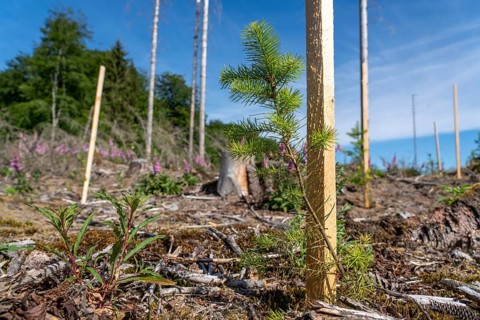 Reforestation in the Arnsberg Forest near Hirschberg, Soest district, young conifers, green Douglas