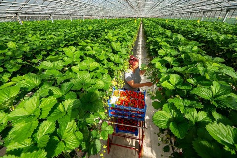 Harvesting strawberries, harvest helper, strawberry cultivation in the greenhouse, young strawberry