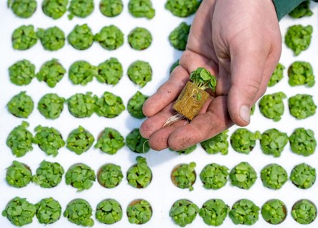 Agriculture, herb gardening, basil young plants, in pressed pots, with growing soil and nutrients,