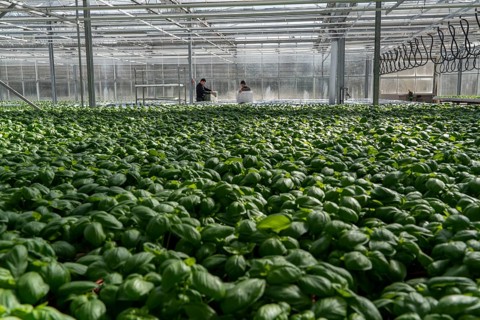 Agriculture, herb gardening, basil plants in pots, in a greenhouse