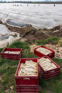 Asparagus harvest in the Rhineland, asparagus pickers at work in an asparagus field covered with