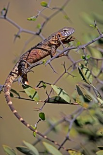 Eastern Mexican Black Iguana, (Ctenosaura acanthura), adult, on tree, foraging, Sonoran Desert,