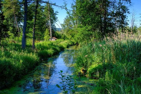 Am Torfwerk, Pfrunger-Burgweiler Ried nature reserve, Wilhelmsdorf, Baden-Württemberg, Germany,