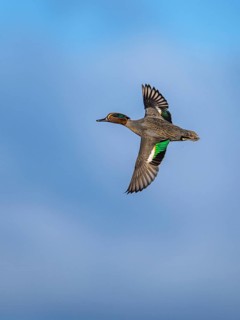 Eurasian Teal, Anas crecca, male in flight on blue sky