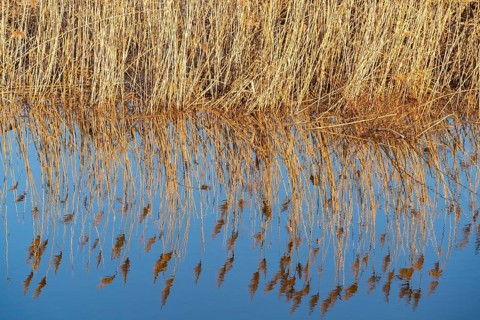 Reeds reflected in the water in the floodplain along the Oder river, Groß Neuendorf, Oderbruch,