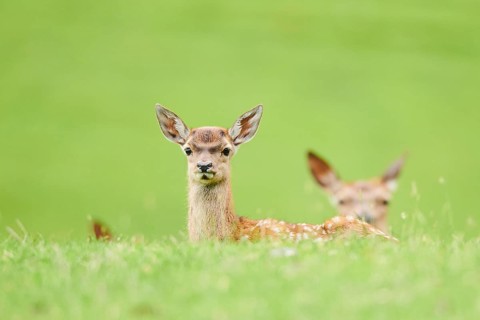 Red deer (Cervus elaphus) fawn on a meadow in the mountains in tirol, herd, Kitzbühel, Wildpark