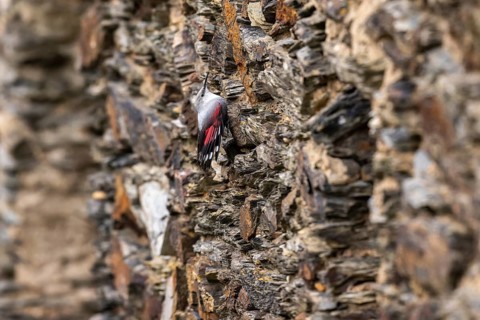 Wallcreeper (Tichodroma muraria) foraging on a wall, wildlife, Germany, Europe