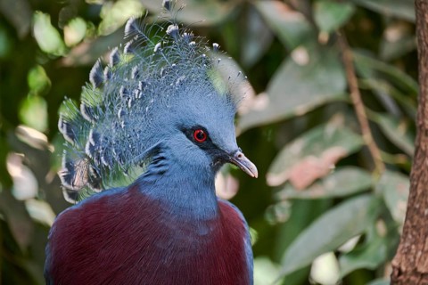 Victoria crowned pigeon (Goura victoria), captive, Lower Saxony, Germany, Europe