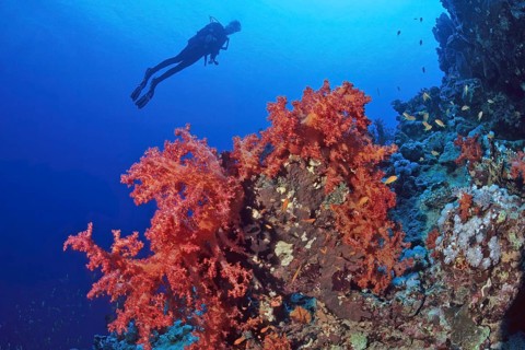 Large red soft coral (Dendronephthya), silhouette of diver in the background, Red Sea, Port Ghalib,