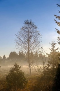 Sunrise with fog, in the Kirchsee Filzen, Kirchseemoor, near Sachsenkam, Tölzer Land, Alpine