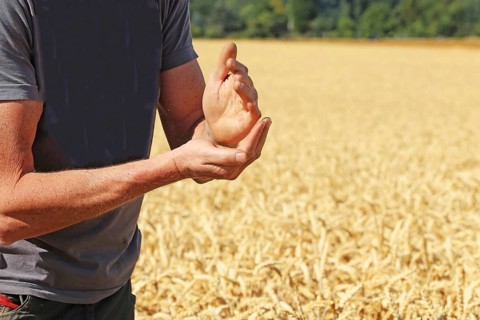 Farmer checks his grain
