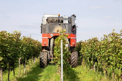 Harvest of Sankt Laurent red wine grapes in the Palatinate