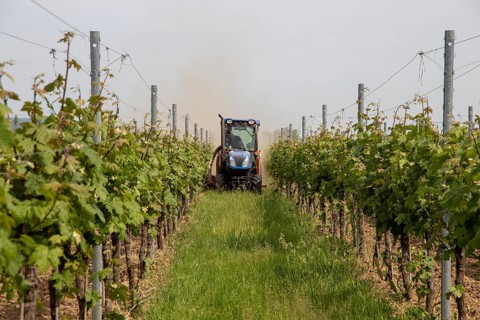 Soil cultivation in the vineyard, here near Neustadt an der Weinstraße, Palatinate