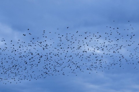 Flock of starlings in flight at dusk