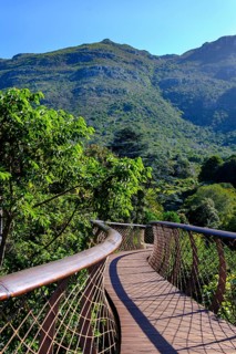 At Boomslang Canopy Trail, Kirstenbosch Tree Canopy Walkway, Kirstenbosch Botanical Gardens, Cape