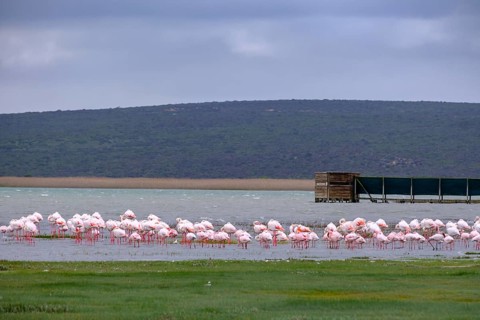 Flamingos in the lagoon at the Geelbek Information Centre, Langebaan Lagoon, West Coast National