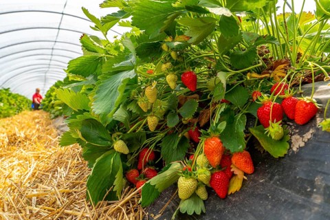 Harvesting strawberries, harvest helper, strawberry cultivation in the open field, under a foil