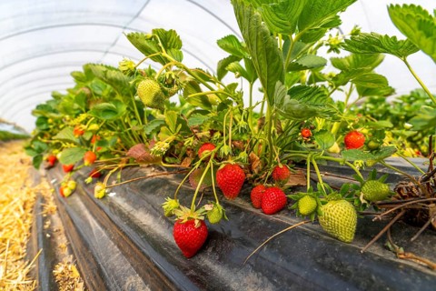 Harvest of strawberries, strawberry cultivation in the open, under a foil tunnel, young strawberry