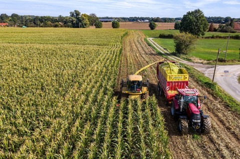 Maize harvest, combine harvester, chopper works its way through a maize field, the silage is pumped