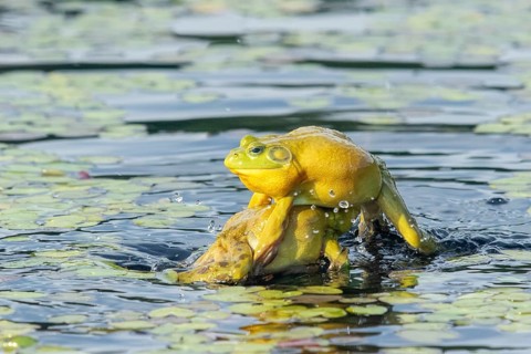 Bull frogs Lithobates catesbeianus. Male bull frogs fighting during the breeding season. La