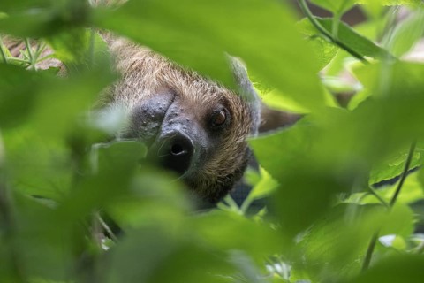Two-fingered sloth (Choloepus hoffmanni), Walsrode Bird Park, Lower Saxony, Germany, Europe