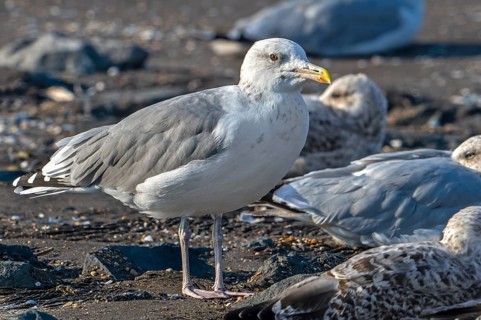 Caspian gull (Larus cachinnans) resting in seagull colony along the North Sea coast in late summer,