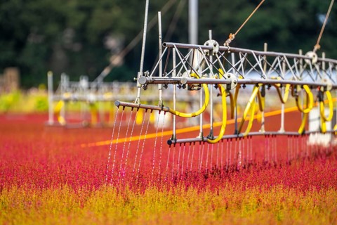 Automatic irrigation on an outdoor area of a horticultural business, autumn plants, heather plants,