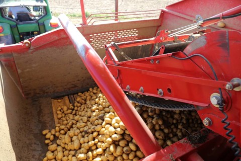 Farmer Hartmut Magin from Mutterstadt harvesting early potatoes in the Palatinate (Mutterstadt,