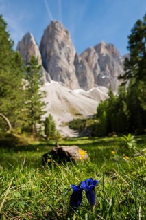 Gentian, Odle peaks, Val di Funes, Sass Rigais, Dolomites, South Tyrol, Italy, Europe