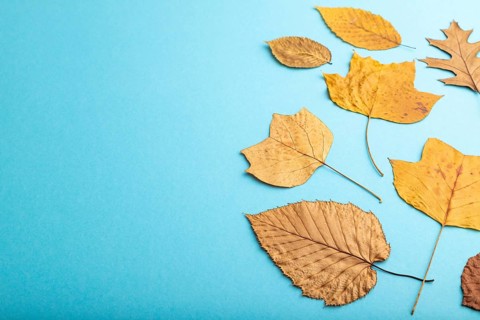 Composition with yellow and brown autumn leaves on blue pastel background. flat lay, top view,