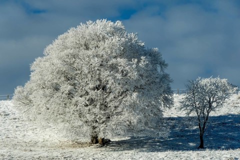 Aubrac plateau, snowy tree, Lozere department, Occitanie, France, Europe