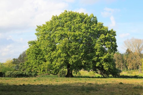 Large single oak tree in Spring, Methersgate, Sutton, Suffolk, England, UK