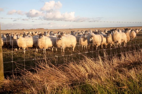 Flock of sheep grazing on drained marshland fields at Gedgrave, Suffolk, England, United Kingdom,