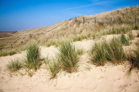 Marram grass growing on landward side of sand dunes, Horsey, Norfolk, England, United Kingdom,