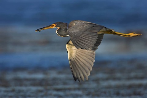 Tricolored heron (Egretta tricolor), foraging, Viera Wetlands, Sanibel Island, Florida, USA, North