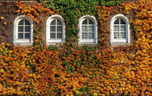 Ivy facades in Margarethenhöhe housing estate, in autumn, listed garden city housing estate, built
