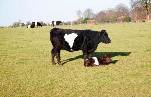 Rare breed Belted Galloway beef cattle herd at Lux farm, Kesgrave, Suffolk, England, United