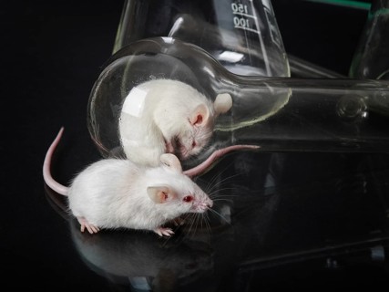 Two small white laboratory mice in the flask and on the glass surface