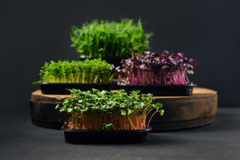Low key photo of radish, sango, watercress and pea microgreens sprouts in trays on black background