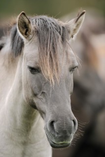 Dülmen wild horse, portrait, Merfelder Bruch, Dülmen, North Rhine-Westphalia, Germany, Europe