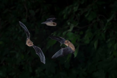 Common pipistrelle (Pipistrellus pipistrellus) group hunting insects in front of deciduous forest,