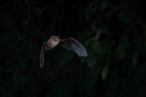 Common pipistrelle (Pipistrellus pipistrellus) hunting insects in front of deciduous forest,