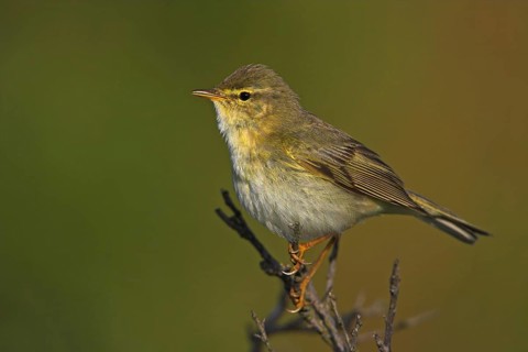 Willow warbler (Phylloscopus trochilus), Heligoland, Erpolzheim, Rhineland-Palatinate, Federal