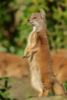 Yellow mongoose (Cynictis penicillata), captive, occurrence in Africa