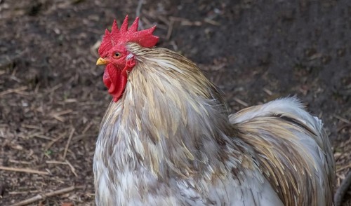 Close-up of a cockerel (Gallus gallus domesticus), Netherlands