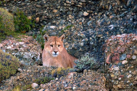 Cougar (Felis concolor patagonica) wbl. Torres del Paine NP, Chile, Torres del Paine NP, South