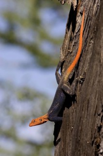 Namibian rock agama, (Agama planiceps) male in wedding dress, Etosha NP, Namibia, Africa