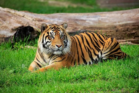 Sumatran Tiger (Panthera tigris sumatrae), adult male alert, Sumatra