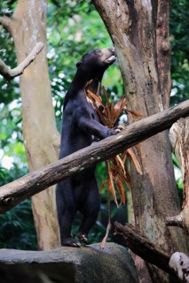 Malayan bear (Helarctos malayanus), adult, foraging, standing upright